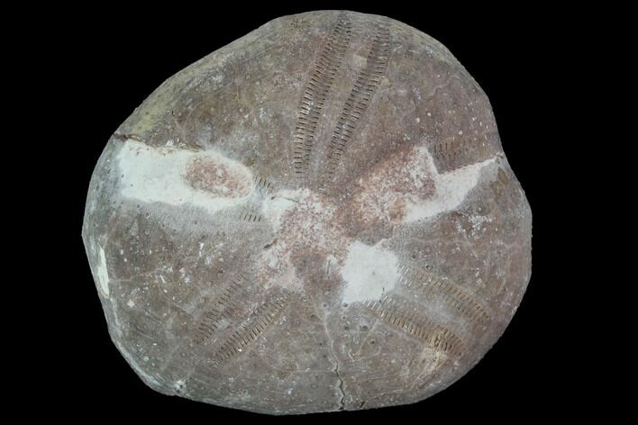 Bargain, Toxaster Fossil Echinoid (Sea Urchin) - Agadir, Morocco #90596